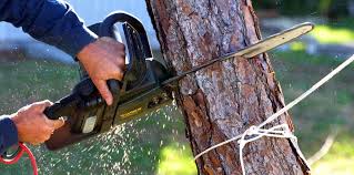 Best Tree Trimming and Pruning  in Crow Agency, MT