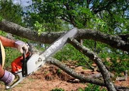 Best Storm Damage Tree Cleanup  in Crow Agency, MT