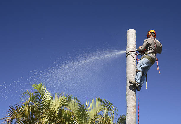 Best Arborist Consultation Services  in Crow Agency, MT