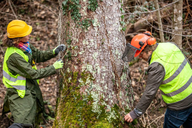 Best Tree Disease Treatment  in Crow Agency, MT