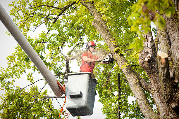 Best Tree Maintenance Programs  in Crow Agency, MT