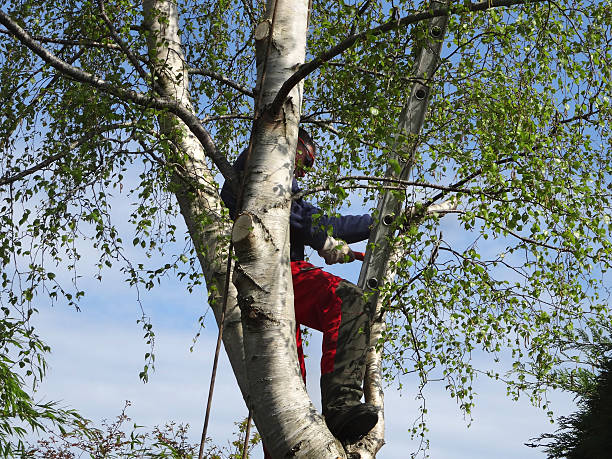 Best Emergency Tree Removal  in Crow Agency, MT