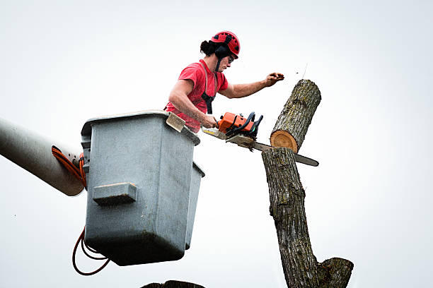 Best Tree and Shrub Care  in Crow Agency, MT