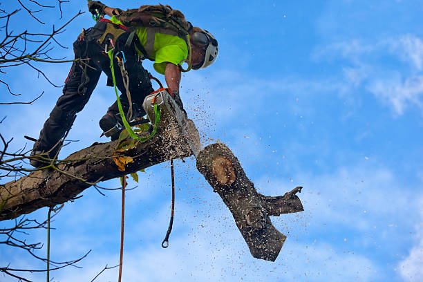 Best Tree Preservation Services  in Crow Agency, MT